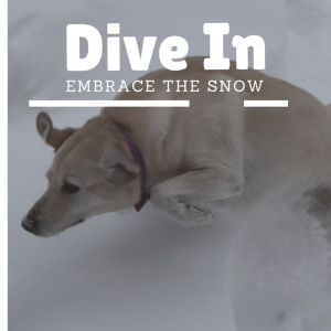 dog diving into snow