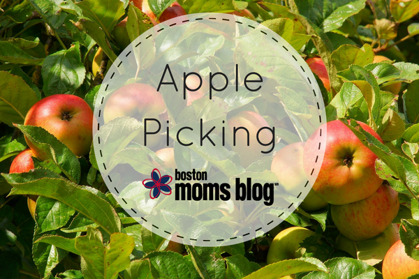 boston apple picking