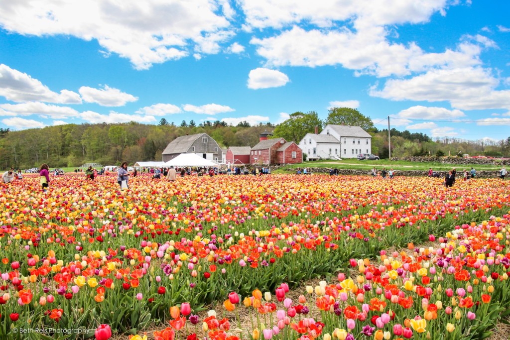 flower farms - Boston Moms Blog