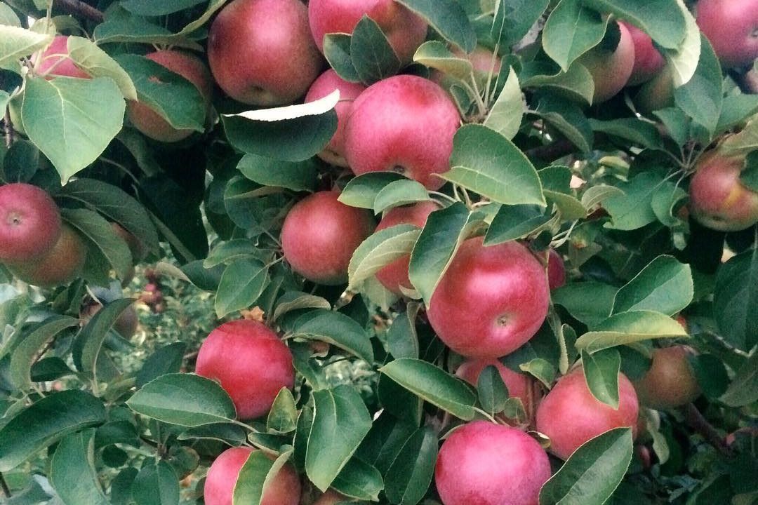 apple orchards - Boston Moms Blog