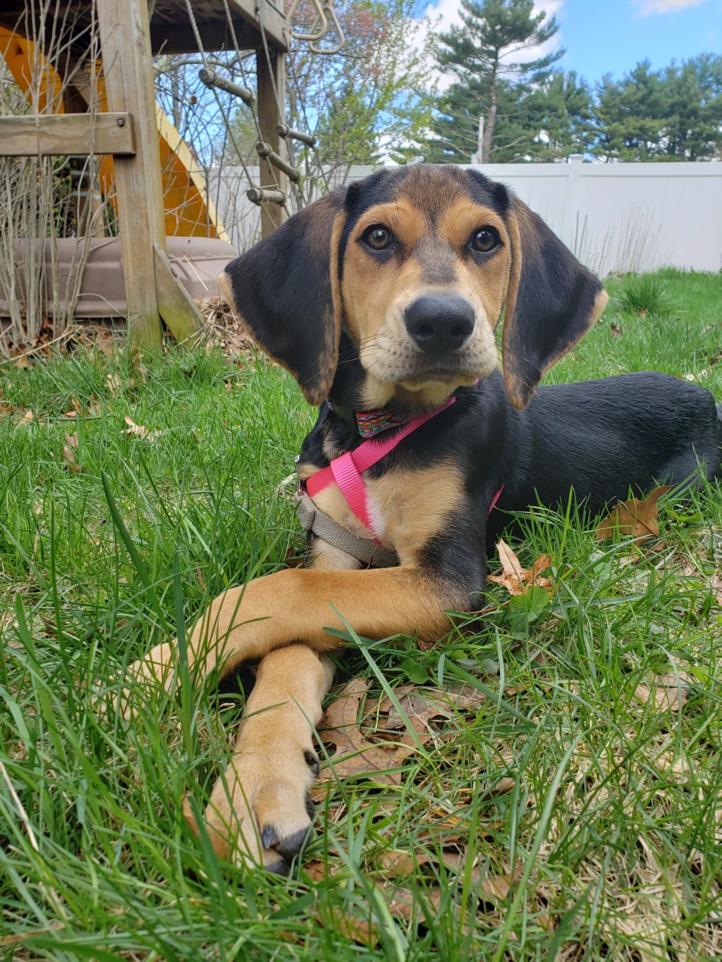 getting a puppy - Boston Moms Blog