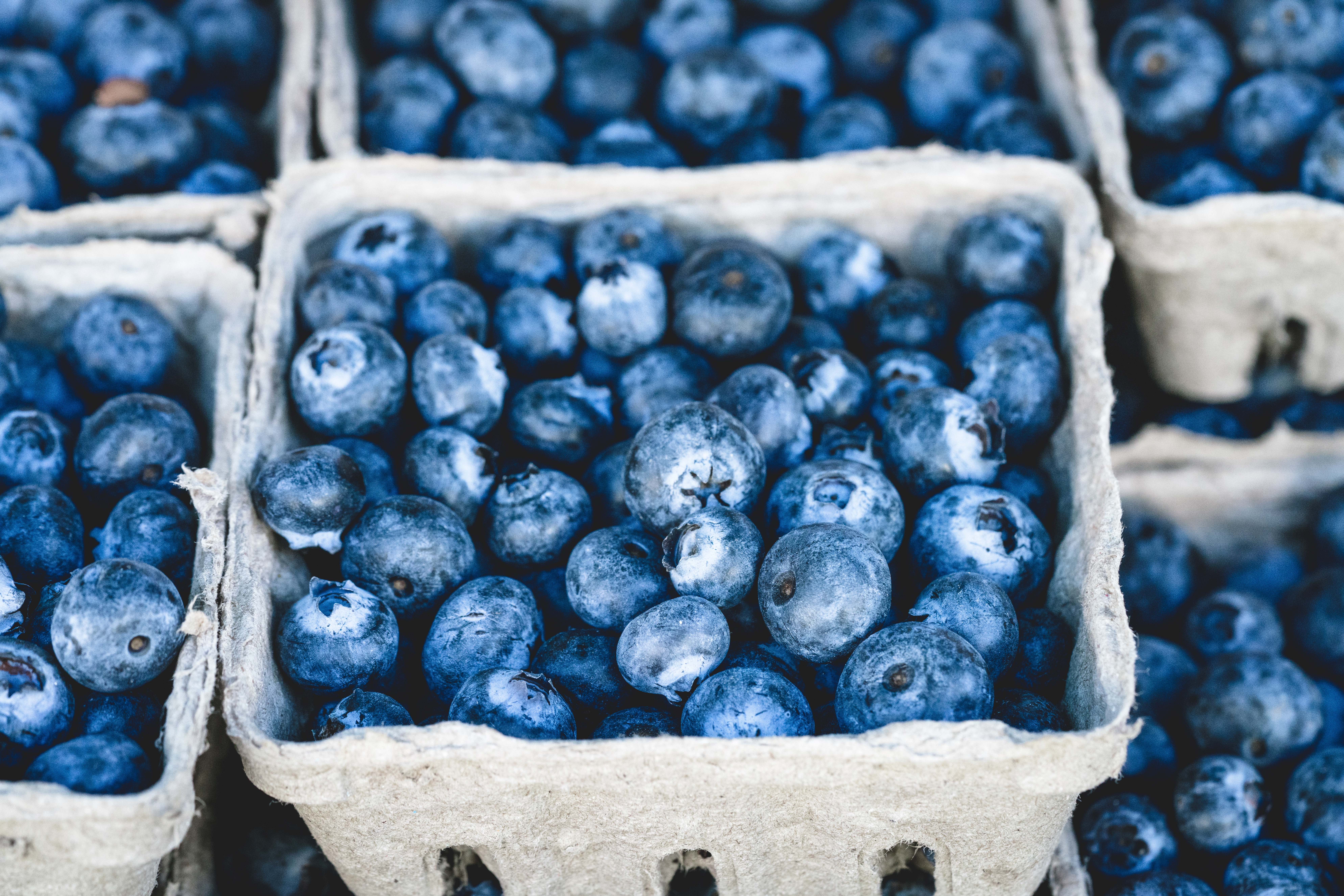 blueberry picking - Boston Moms Blog