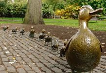 Boston Public Garden ducklings - Boston Moms