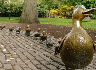 Boston Public Garden ducklings - Boston Moms