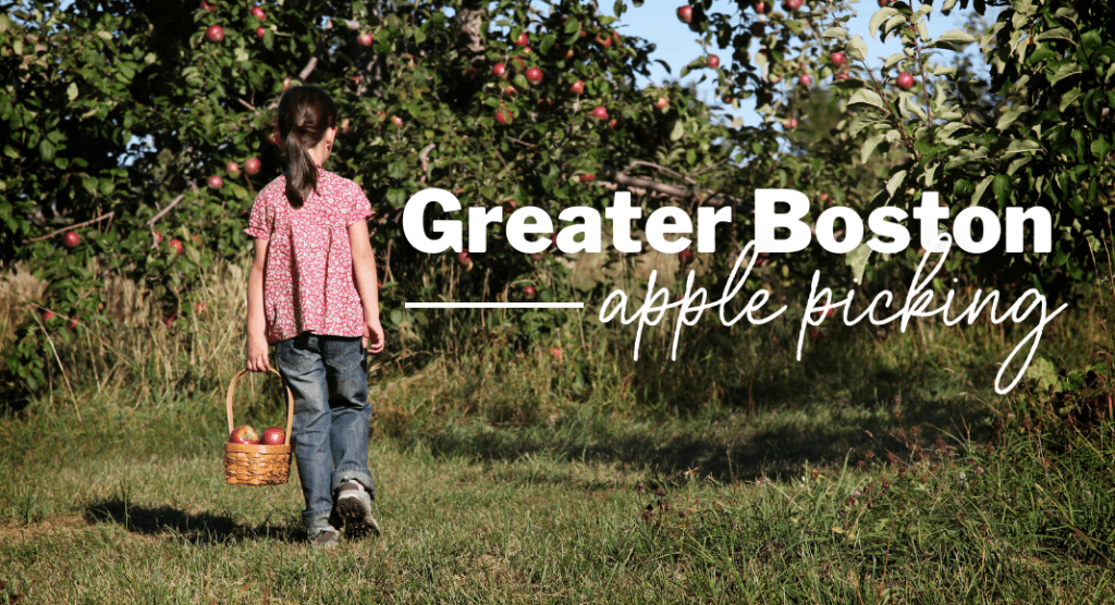 Little girl holding basket of apples