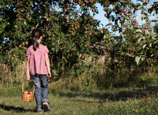 Girl in Apple Orchard
