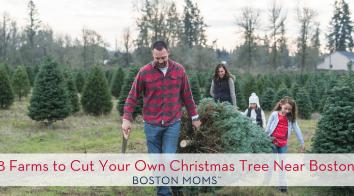 18 Farms to Cut Your Own Christmas Tree Near Boston!