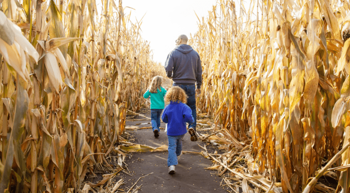 Family in a corn maze