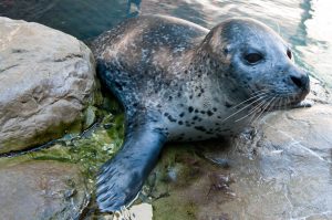 harbor seal at new england aquarium