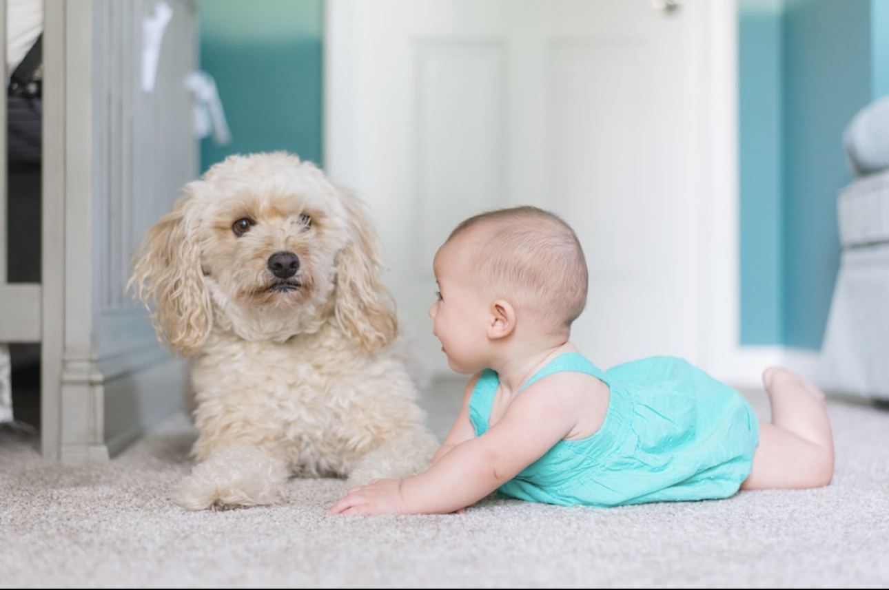 dog and baby laying side by side, illustrating tips for introducing your pet to your newborn baby