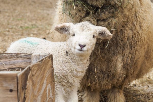 baby lamb at Drumlin Farm in Lincoln, MA