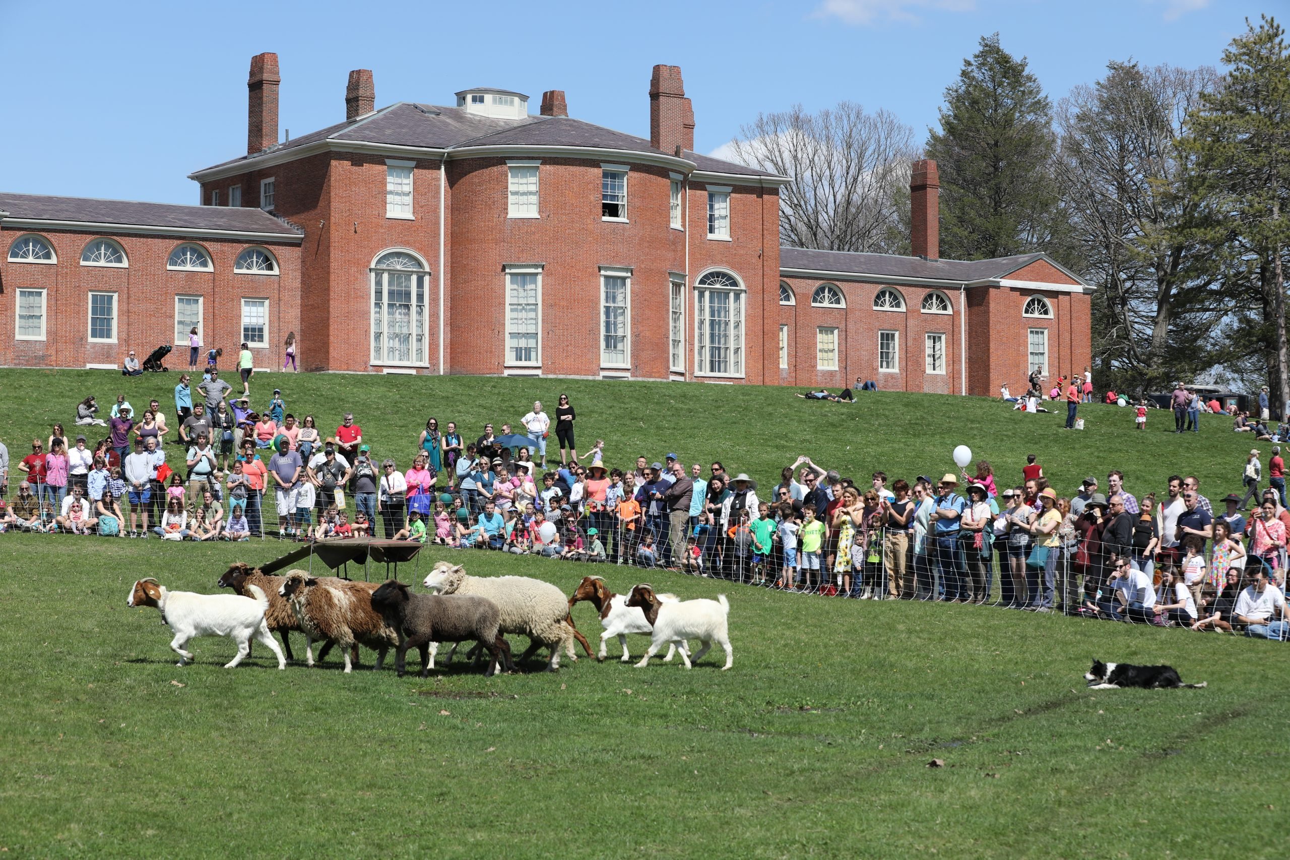 Gore Place Sheepshearing Festival during April school vacation week