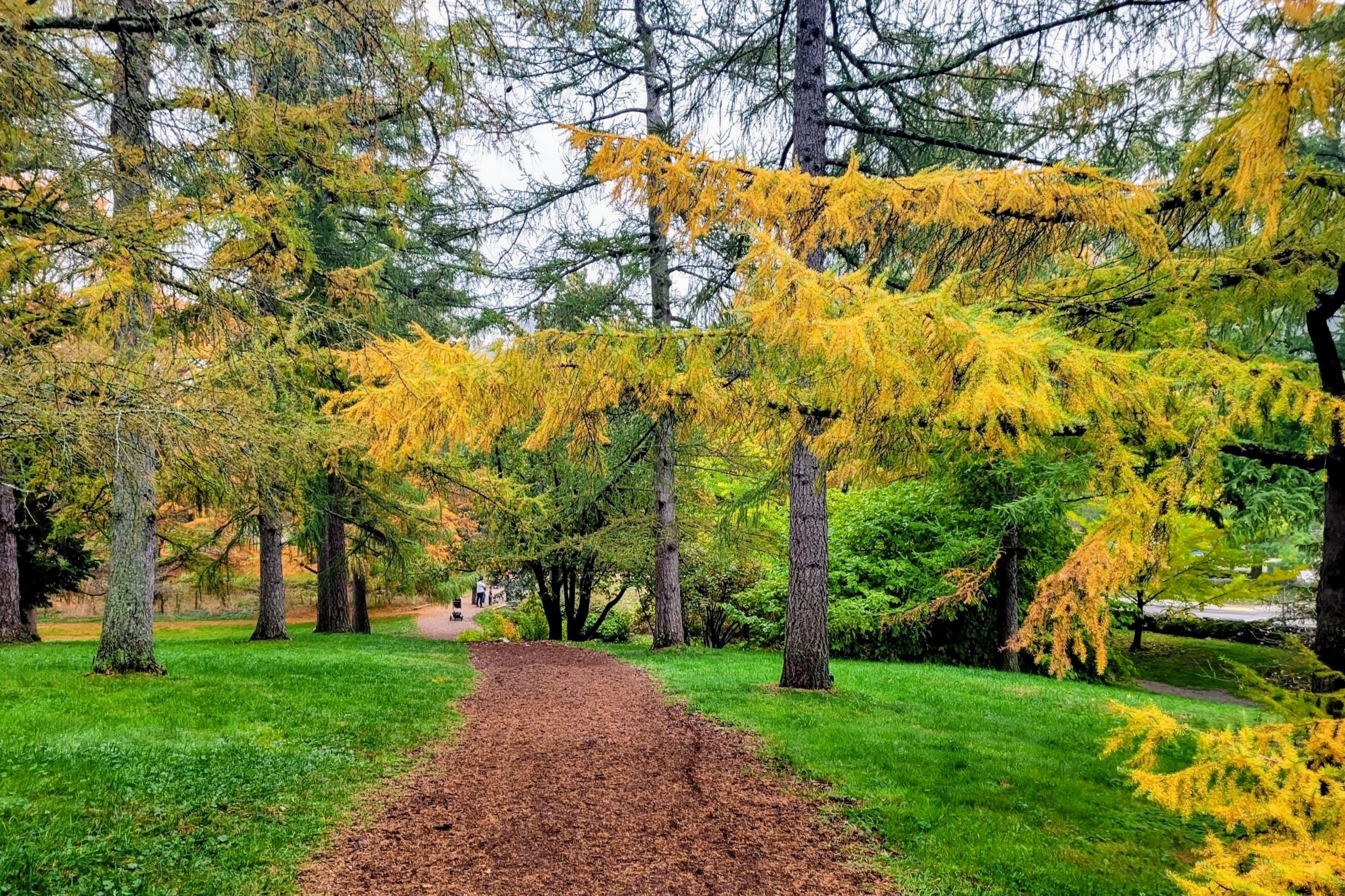 Arnold Arboretum in Jamaica Plain (nature trails and hikes in Boston)