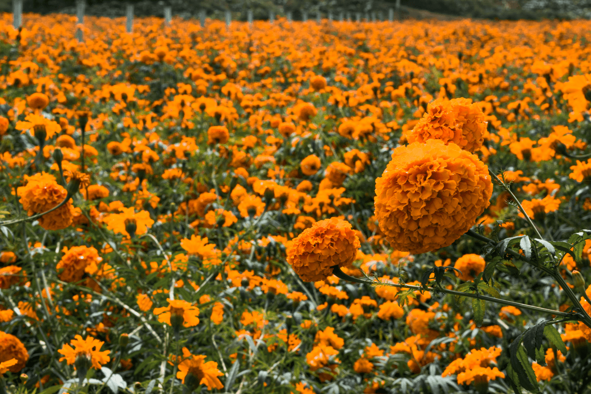 cempasuchil field, day of the dead flower, marigolds